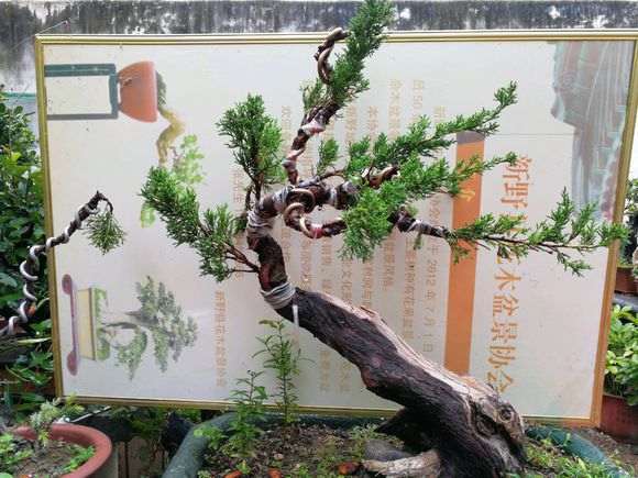 图解 嫁接的纪州真柏下山桩现在成活了