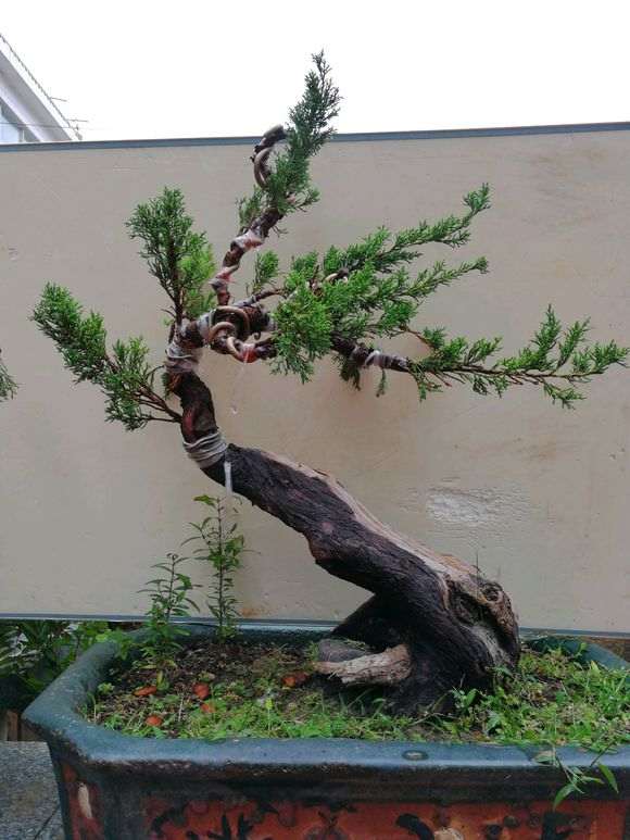 图解 嫁接的纪州真柏下山桩现在成活了