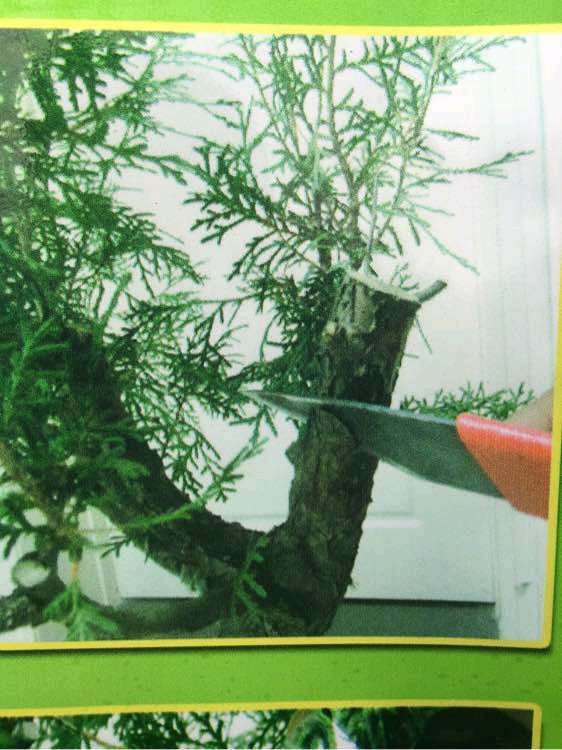 图解 嫁接的纪州真柏下山桩现在成活了