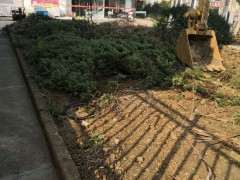 路边绿化带里一批真柏下山桩 可惜了