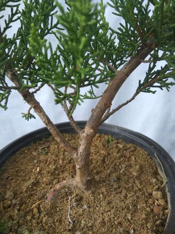 帮忙看看这是八房系鱼川真柏下山桩吗