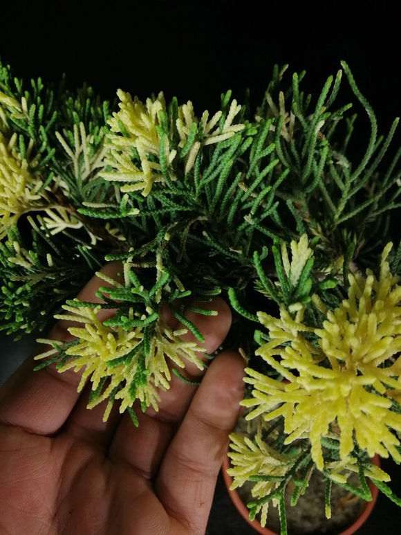 这棵斑叶真柏下山桩怎样了