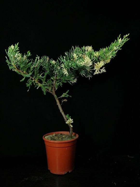 这棵斑叶真柏下山桩怎样了