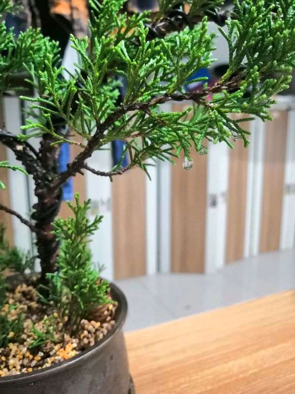真柏下山桩扦插多长时间能判断成活