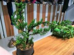 真柏下山桩扦插多长时间能判断成活