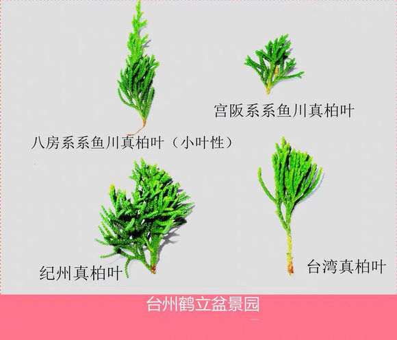 这个是八房 还是宫阪系鱼川真柏下山桩