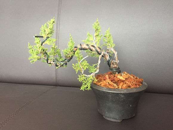 济州真柏下山桩种植怎么配土