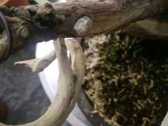 真柏下山桩舍利开裂 怎么办 图片