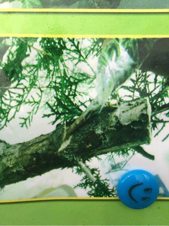 柏树下山桩如何摘芽最好 图片