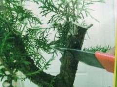 柏树下山桩如何摘芽最好 图片