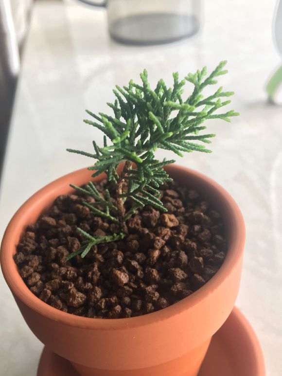 这颗是什么品种的系鱼川真柏下山桩