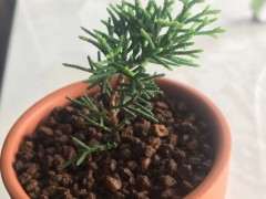 这颗是什么品种的系鱼川真柏下山桩