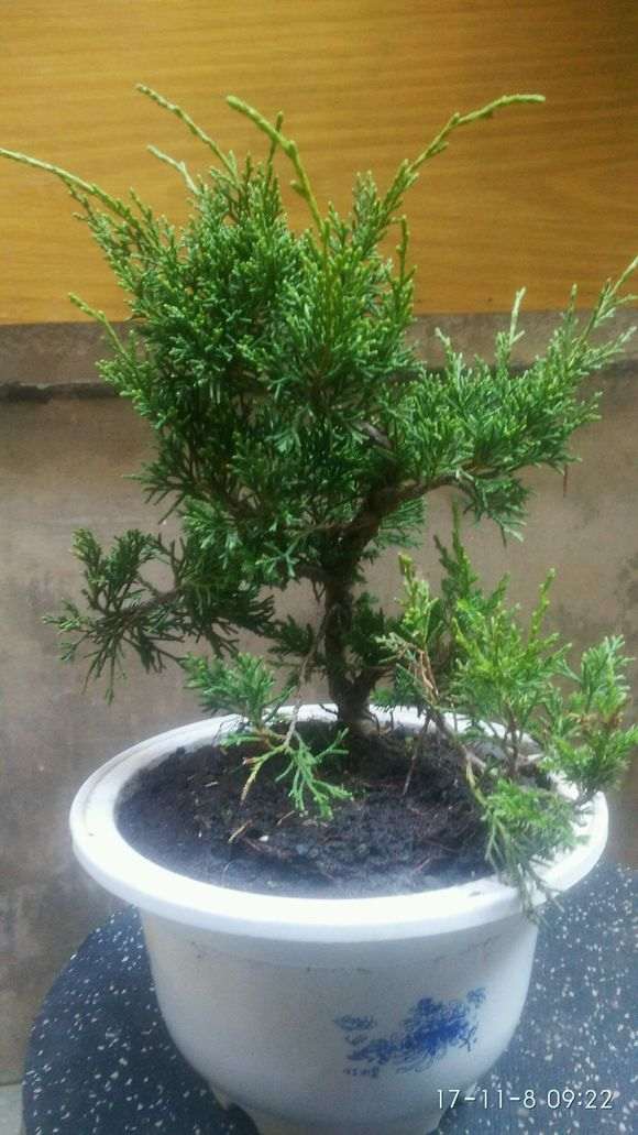 纠结于柏树下山桩品种 这是什么品种