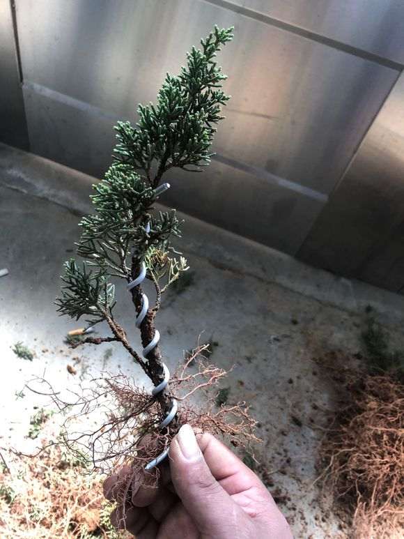 图解 真柏下山桩怎么盘扎打弯的方法