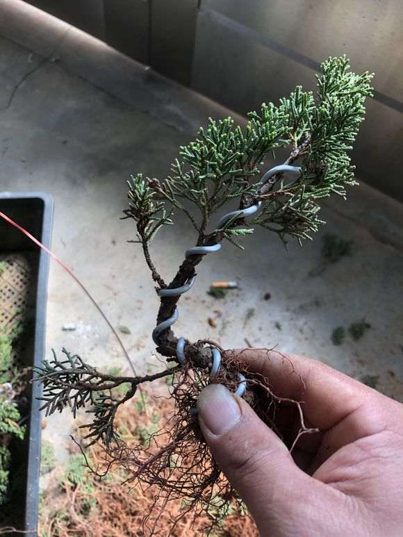 图解 真柏下山桩怎么盘扎打弯的方法