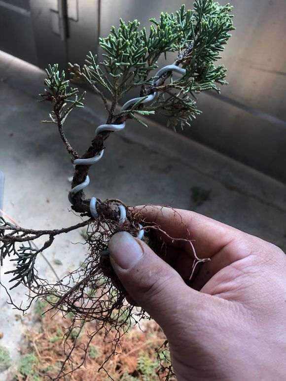 图解 真柏下山桩怎么盘扎打弯的方法