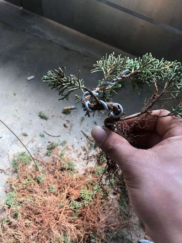 图解 真柏下山桩怎么盘扎打弯的方法