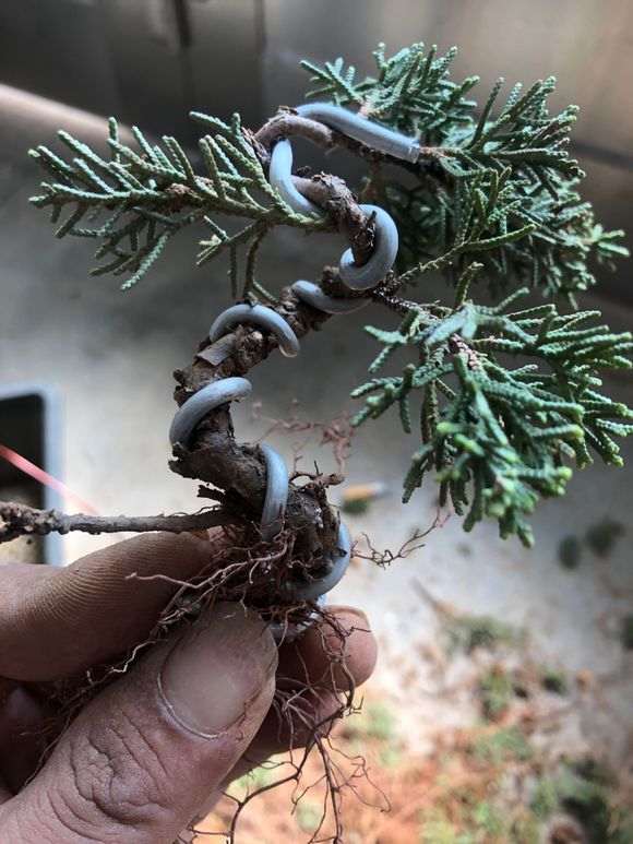 图解 真柏下山桩怎么盘扎打弯的方法