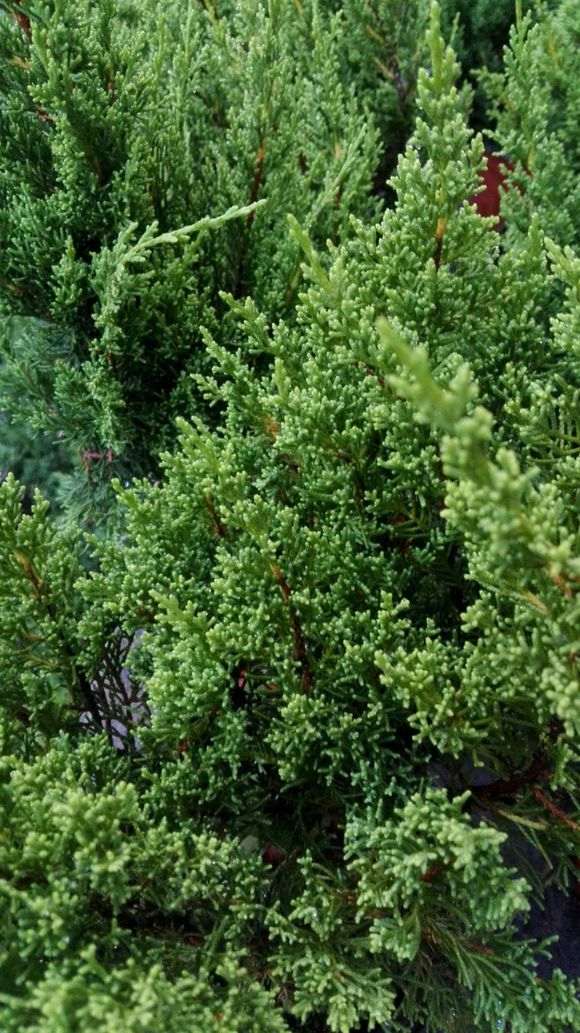 为什么盆栽真柏不如地栽下山桩长的好