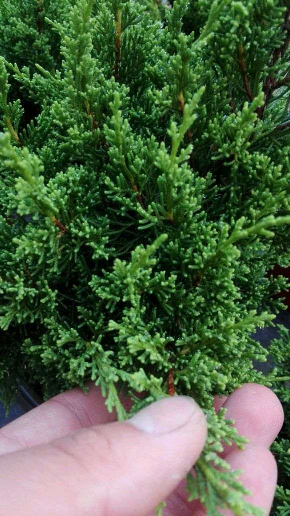 为什么盆栽真柏不如地栽下山桩长的好