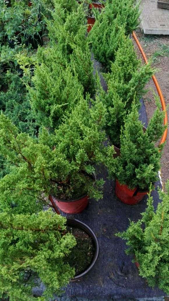 为什么盆栽真柏不如地栽下山桩长的好