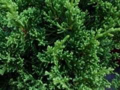 为什么盆栽真柏不如地栽下山桩长的好