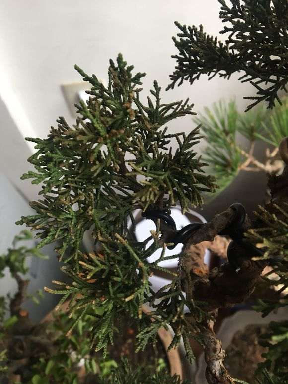 真柏下山桩叶片干枯