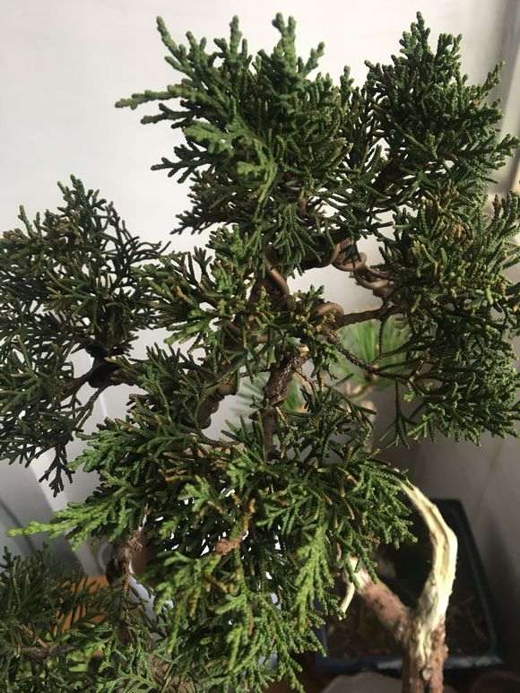 真柏下山桩叶片干枯