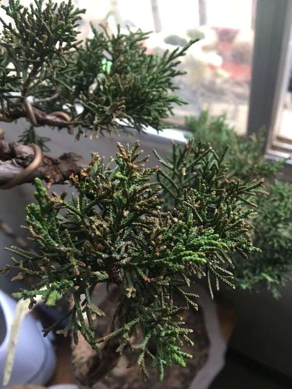 真柏下山桩叶片干枯