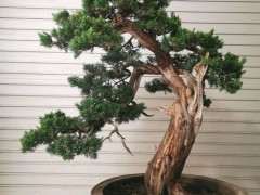 真柏下山桩上盆盘扎6年的效果 图片