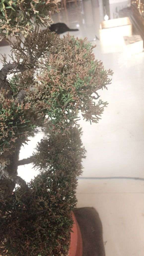 系鱼川真柏下山桩每天喷水