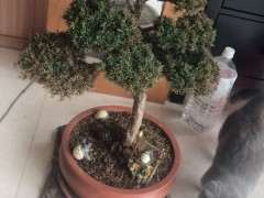 系鱼川真柏下山桩每天喷水 叶子黄了 为什么