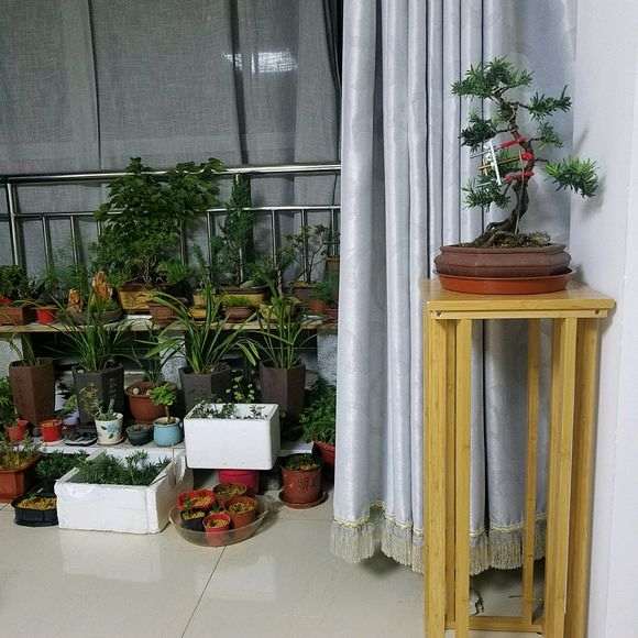 为什么真柏下山桩不能水浇太勤