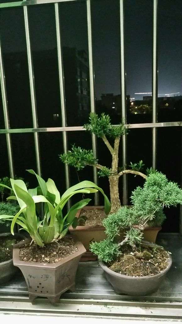 为什么真柏下山桩不能水浇太勤