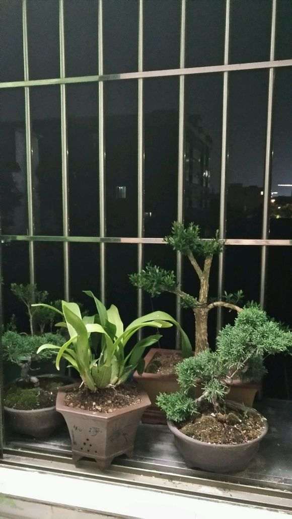 为什么真柏下山桩不能水浇太勤