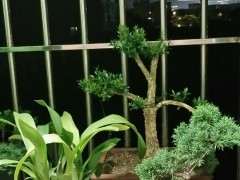 为什么真柏下山桩不能水浇太勤 图片