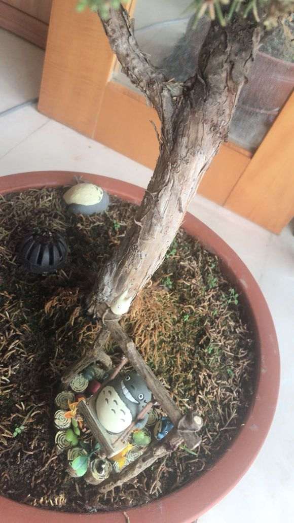 为什么真柏下山桩不能每天浇水 图片