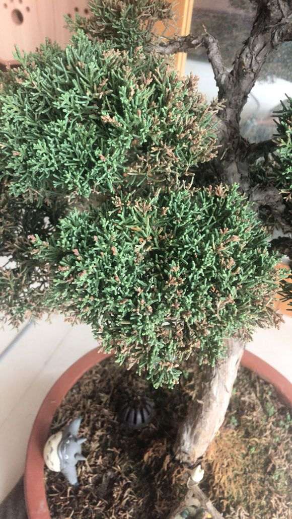 为什么真柏下山桩不能每天浇水 图片