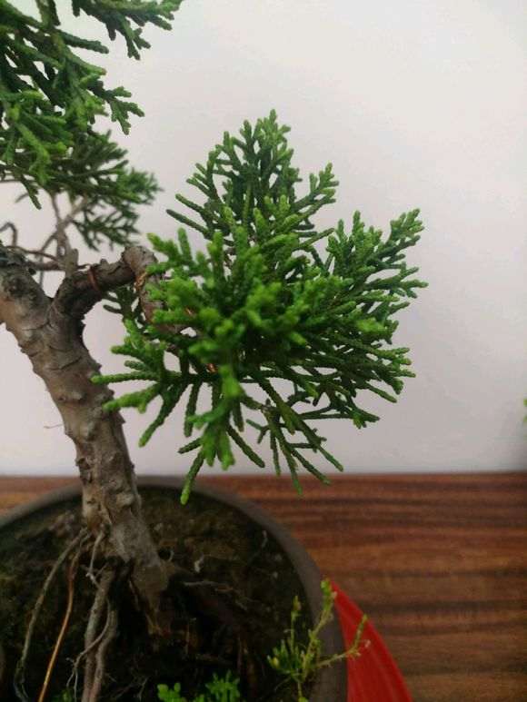 真柏下山桩的老叶子还没发新叶 图片