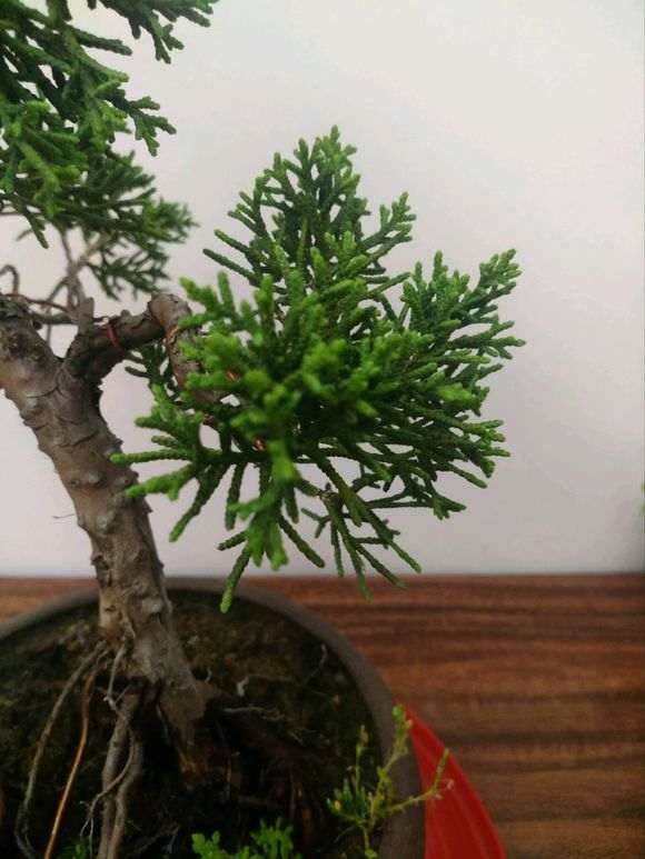 真柏下山桩的老叶子还没发新叶 图片