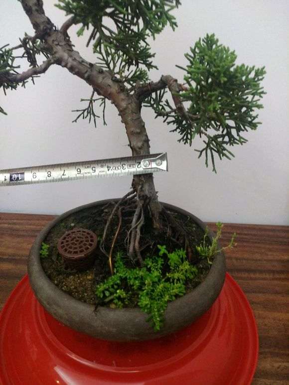 真柏下山桩的老叶子还没发新叶 图片