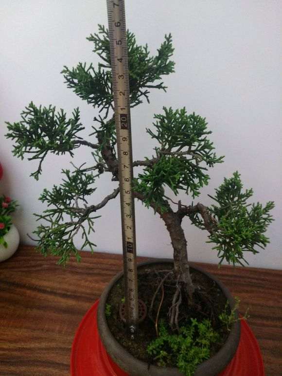 真柏下山桩的老叶子还没发新叶 图片