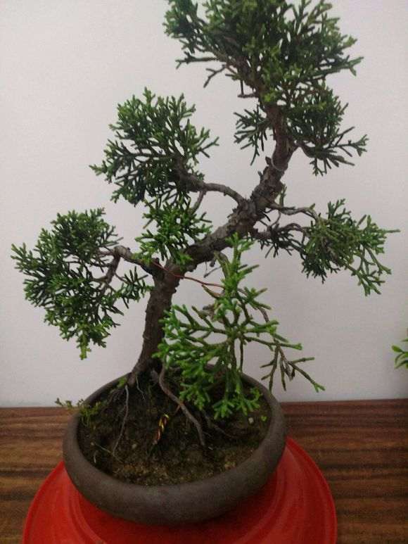 真柏下山桩的老叶子还没发新叶 图片