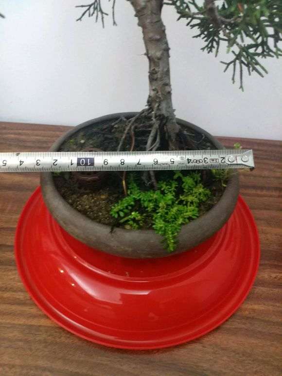 真柏下山桩的老叶子还没发新叶 图片