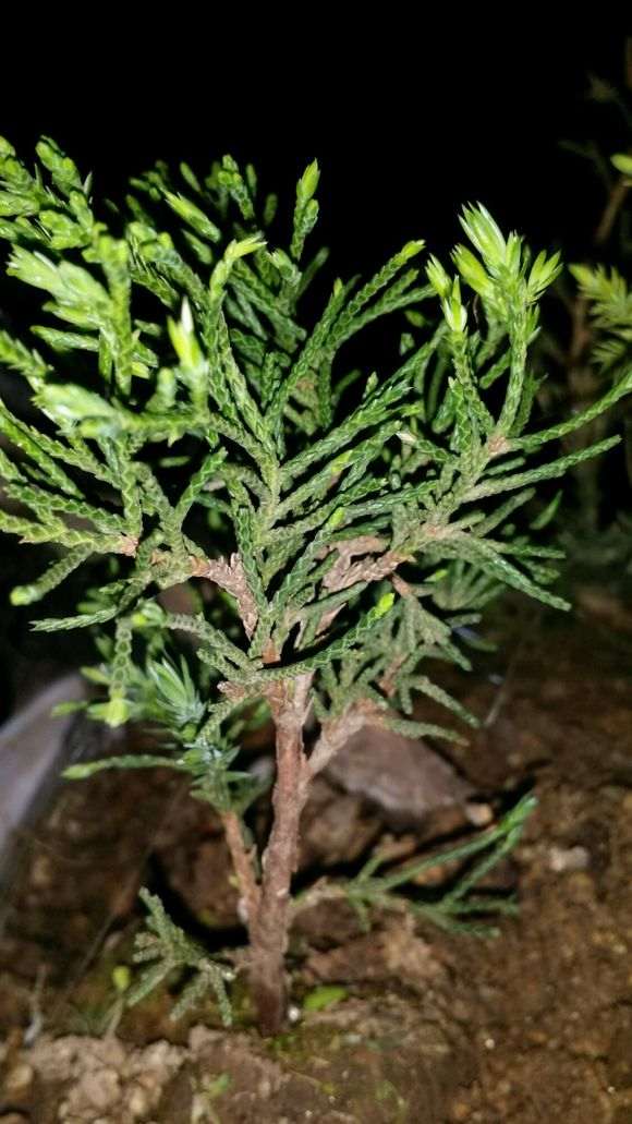 图片中间这个是什么品种的真柏下山桩