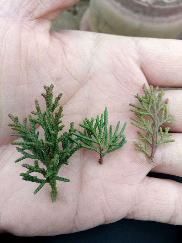 图片中间这个是什么品种的真柏下山桩