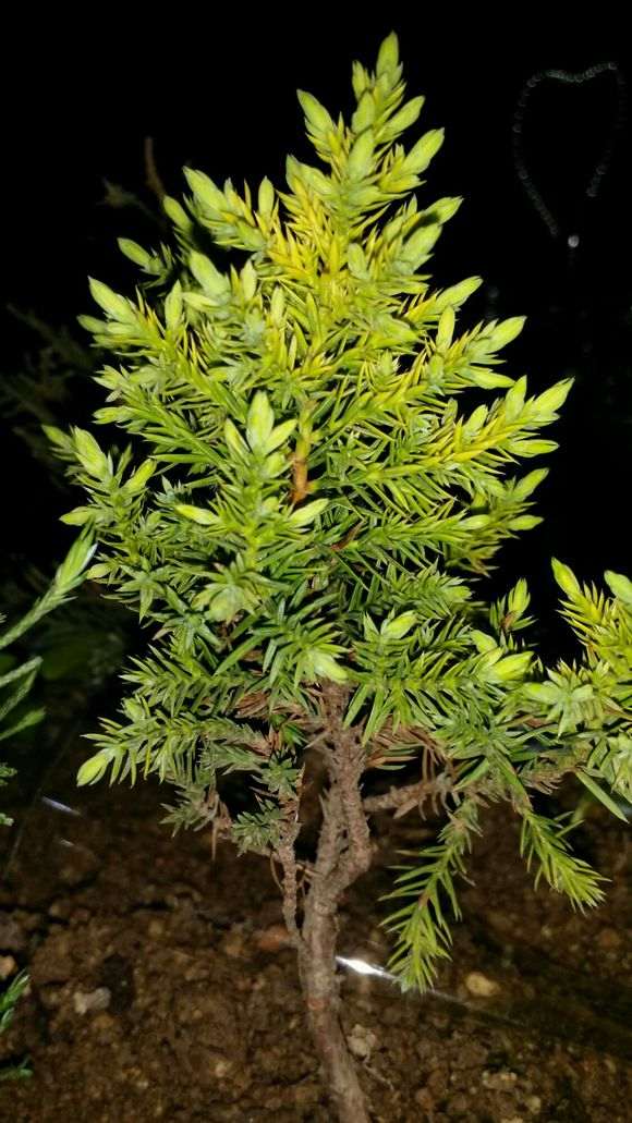 图片中间这个是什么品种的真柏下山桩