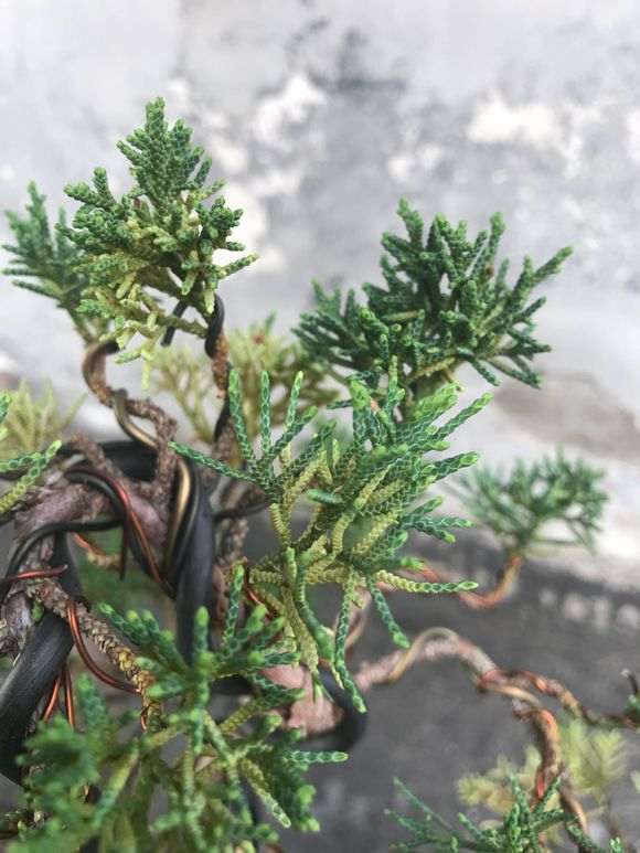 图片中间这个是什么品种的真柏下山桩