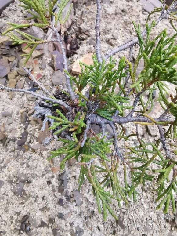 图片中间这个是什么品种的真柏下山桩