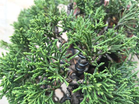 图片中间这个是什么品种的真柏下山桩